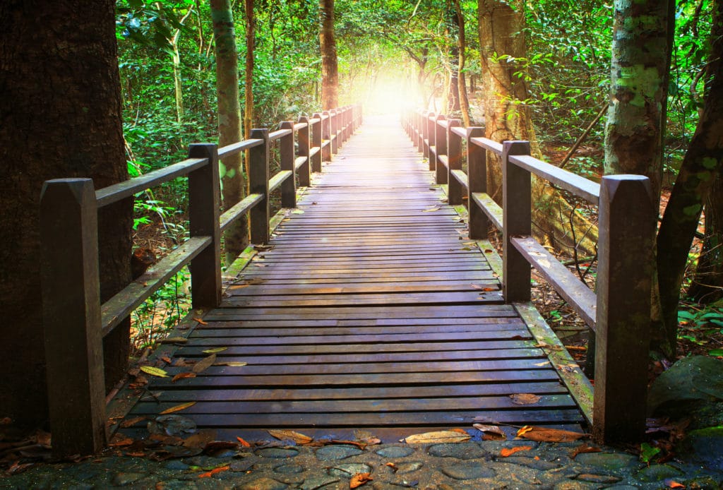 Bridge Light Forest