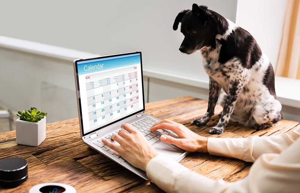 Executive,looking,at,calendar,in,office,with,dog